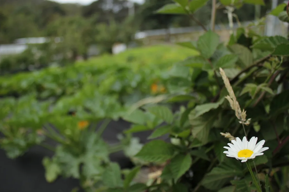 Longley Organic Farm, Longley Tasmania