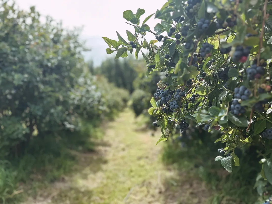 Sunday Farm, Petcheys Bay Tasmania