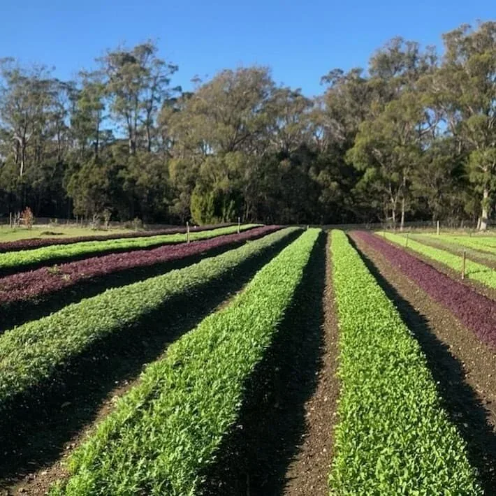 York Town Organics, York Town Tasmania